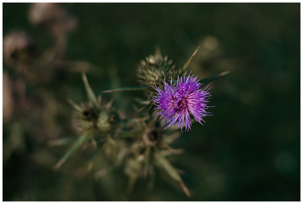 Ironweed purple flower on the blue ridge parkway boone nc