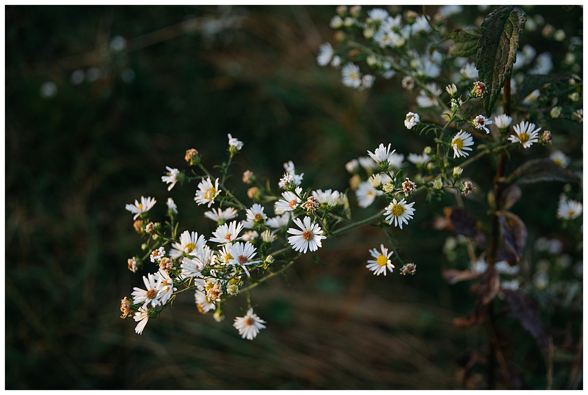 Nature Detail