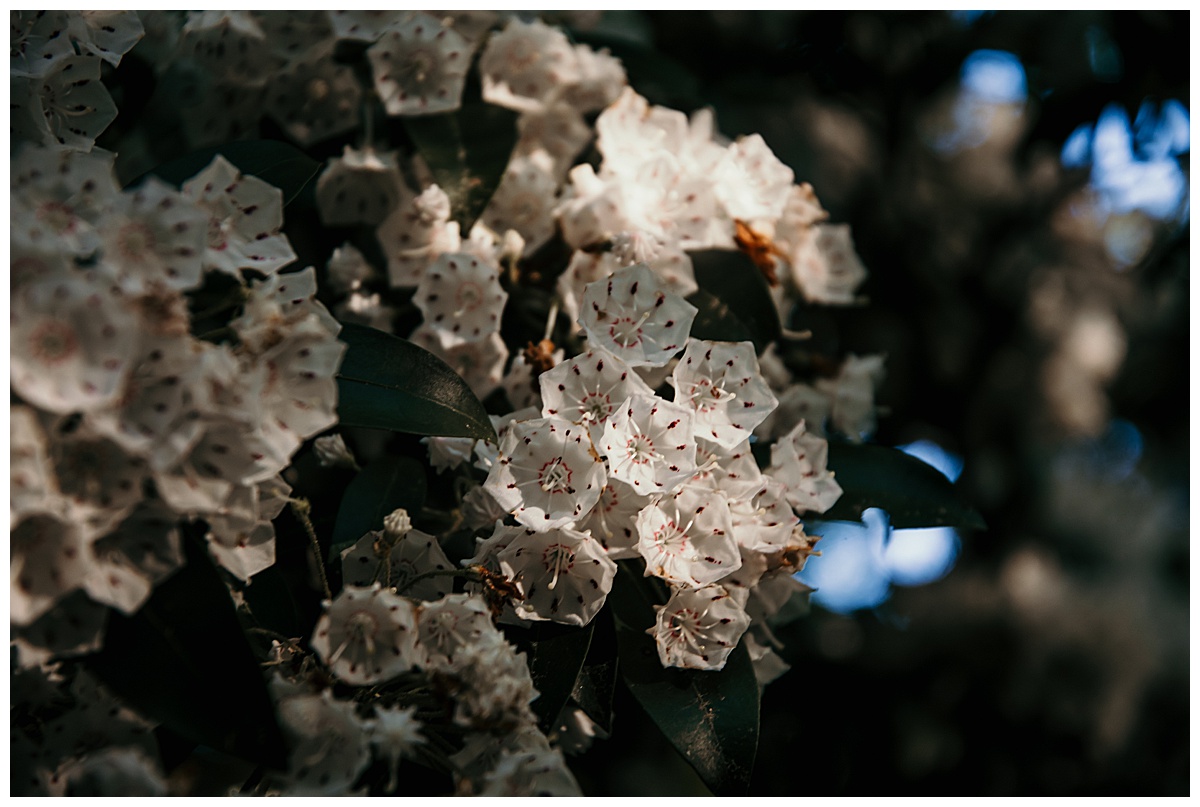 Mountain Laurel, Banner Elk, NC