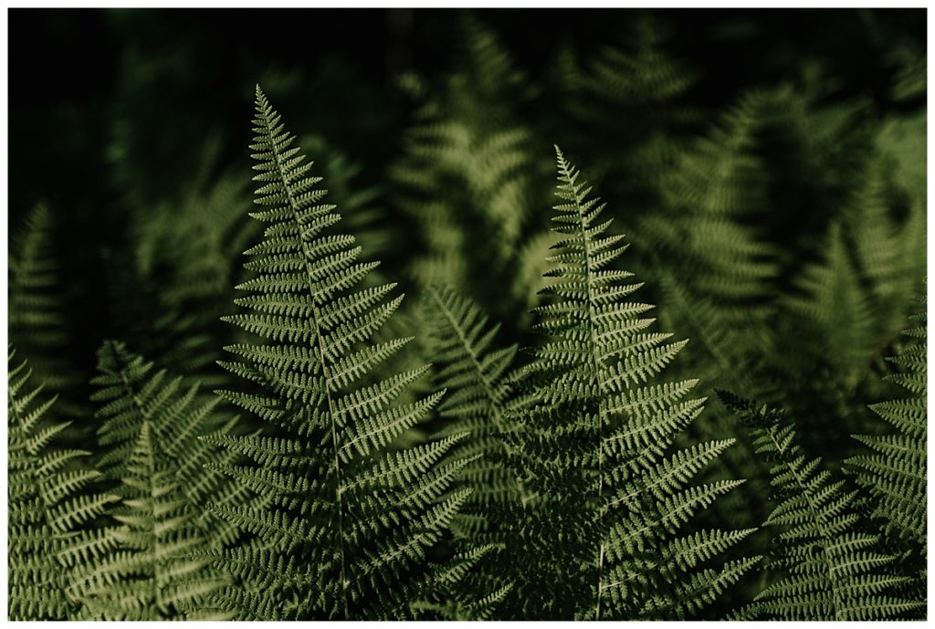 Wild Ferns in Linville, NC
